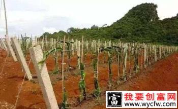 种植火龙果每亩栽多少株合适？火龙果行距株距是多少？