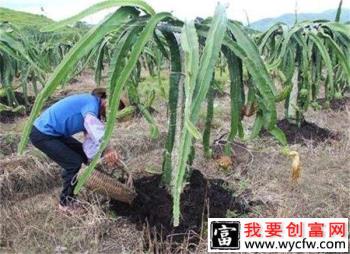 种植火龙果怎样防寒防冻？