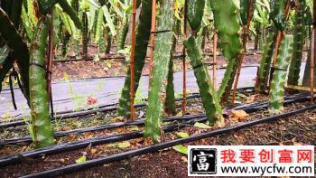 种植火龙果如何浇水好，火龙果用什么方法浇水好？