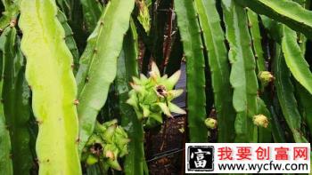 种植火龙果为什么要疏花疏果，火龙果如何疏花疏果？