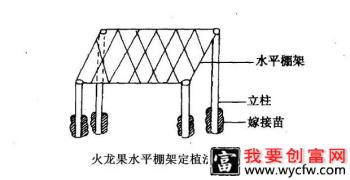 火龙果种植方式有几种？