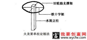 火龙果种植方式有几种？