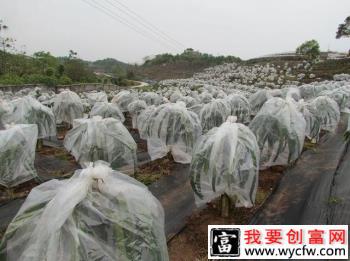 种植火龙果怎样防寒防冻？