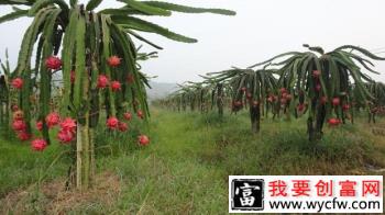 火龙果植株长怎么样？