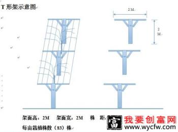 种植猕猴桃如何搭架？