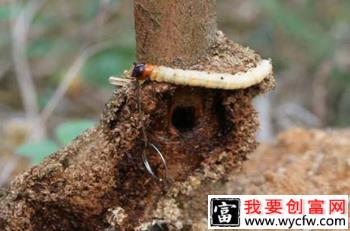 猕猴桃如何防治蝙蝠蛾？附图片