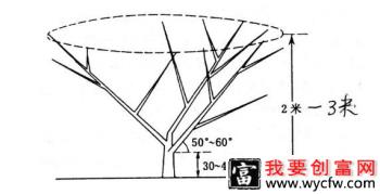 桃树三主枝自然开心形修剪方法