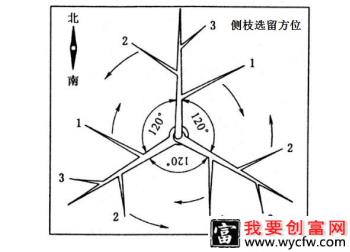 桃树三主枝自然开心形修剪方法