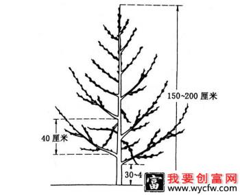 桃树主干形修剪方法