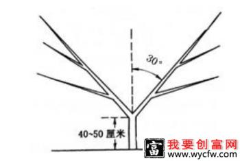 桃树二主枝自然开心形（Y形）修剪方法
