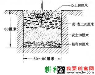 桃树的定植方法