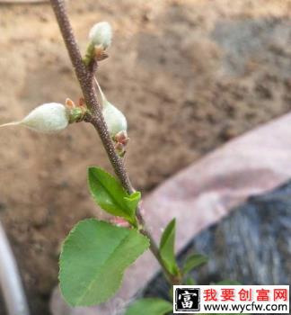 种植桃树如何追肥，桃树追肥用什么方法好？