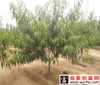 种植桃树如何施基肥，桃树基肥用什么肥料好？