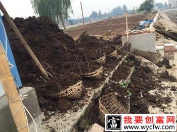 种植桃树如何施基肥，桃树基肥用什么肥料好？