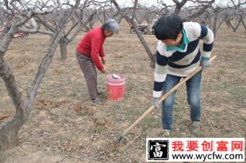 种植桃树如何施基肥，桃树基肥用什么肥料好？