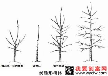 温室大棚桃树采用什么树形好？