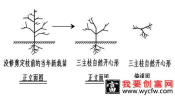 新栽的桃树如何整形？