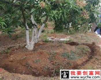 种植芒果为什么要断根，如何给芒果树断根？