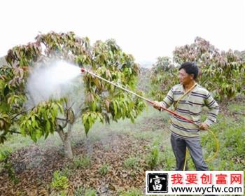 芒果使用植物生长调节剂要注意什么？