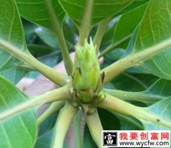 芒果喷什么药剂能促花、壮花？