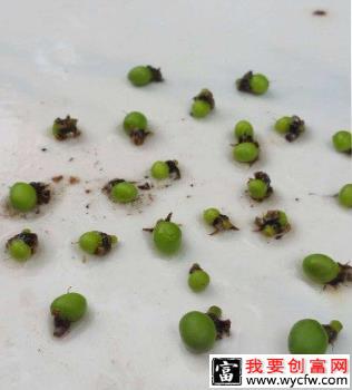 芒果落花落果的原因是什么？