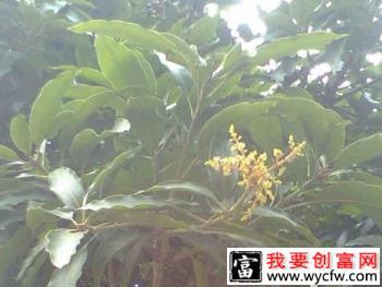 种植芒果如何保花保果？