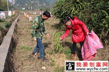 芒果幼树怎样管理？