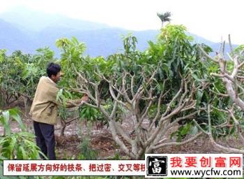 芒果树怎么样修剪？