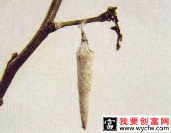 种芒果如何防治白囊蓑蛾？