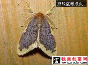 种芒果如何防治双线盗毒蛾？