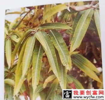 芒果缺钾怎么办？