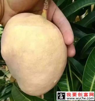 热品10号芒果品种好不好？