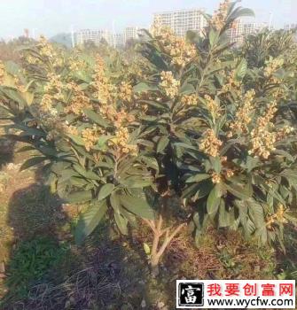 枇杷早花的原因是什么？种植枇杷如何预防早花发生？