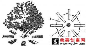 种植枇杷如何施基肥，枇杷基肥每株施多少肥料？