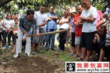 种植枇杷如何施基肥 每株要施多少肥？