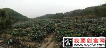 种植枇杷如何选地，种植枇杷前怎么处理土壤？