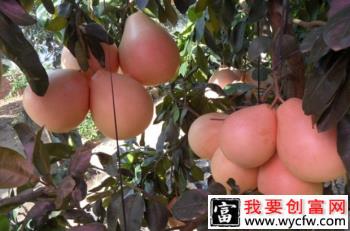 三红蜜柚的品种好吗？