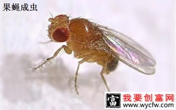 杨梅果实蝇的防治方法有哪些？