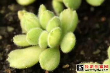 多肉植物熊童子怎么养，熊童子养殖经验分享