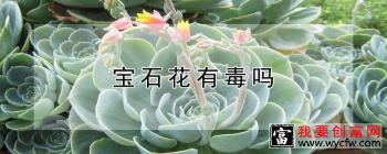 宝石花有毒吗