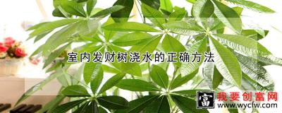 室内发财树浇水的正确方法