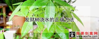 发财树浇水的正确方法