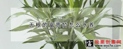 无根的富贵竹怎么水养