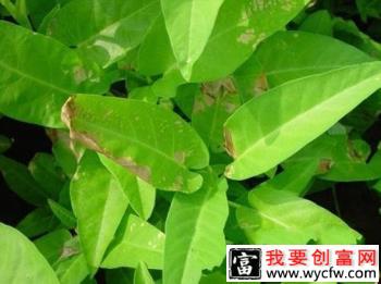 空心菜细菌性叶枯病如何防治？