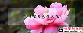 花开富贵是什么花