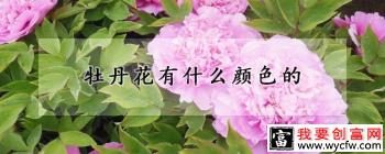 牡丹花是什么颜色？