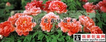 牡丹花<a href=https:/www.wycfw.com/e/tags/?tagid=230 target=_blank class=infotextkey>栽培技术</a>