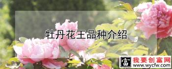 牡丹花王品种介绍