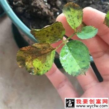 月季花生虫子用什么药