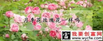 月季花玫瑰花一样吗